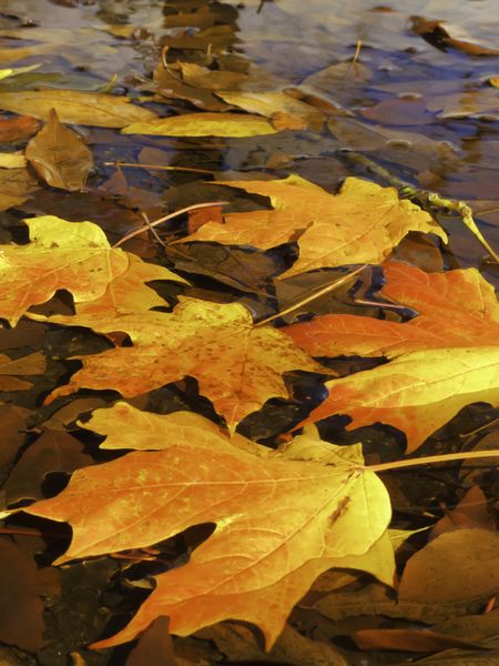 Autumn at a glance: Brilliantly colored maple leaves in puddle