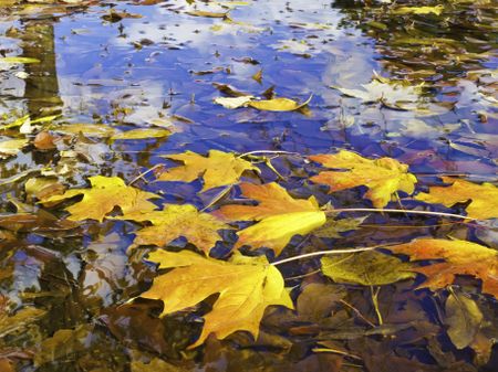 Autumn at a glance: Brilliantly colored maple leaves in puddle