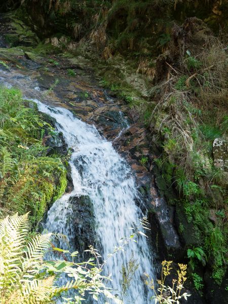 in the  black forest