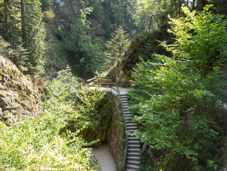 black-forest-1187298082 in the black forest