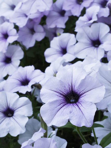 21st century phlox in summer (focus on foreground flower), an attraction for hummingbirds and butterflies