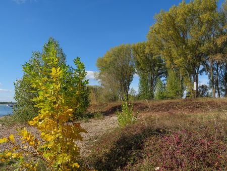 the lower rhine near wesel in germany