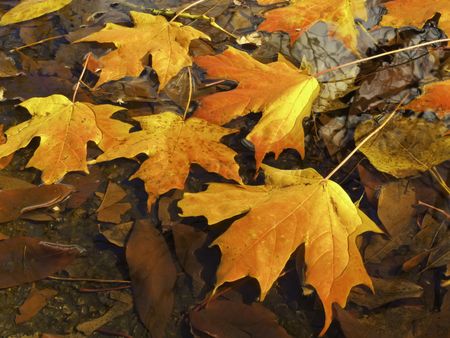 Autumn at a glance: Brilliantly colored maple leaves in puddle