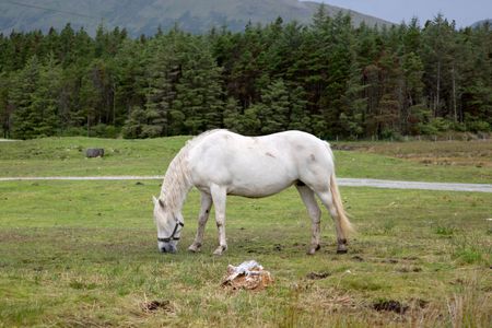 Wild Horse, Connemara National Park; Ireland