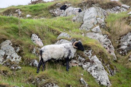 wild-sheep-connemara-galway-ireland-1249907371 Wild Sheep; Connemara; Galway; Ireland