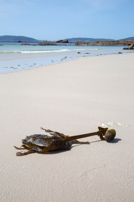 Seaweed at Beach in Galicia; Spain