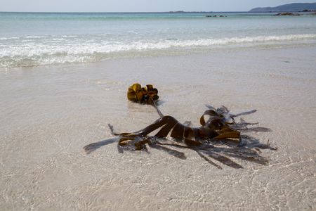 Seaweed at Beach in Galicia Spain