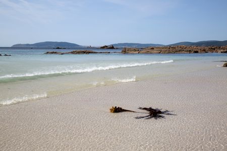 Seaweed at Beach in Galicia Spain