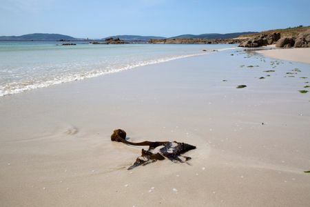 Seaweed at Beach in Galicia Spain