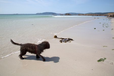 Spanish Water Dog at Beach Galicia Spain