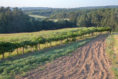 vineyard-galicia-spain-1265956216 Vineyard in Galicia; Spain