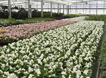 Greenhouse rows of pink and white begonias in springtime, northern Illinois