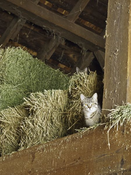 Two watchful cats (one hiding behind and above the other) in hayloft of barn