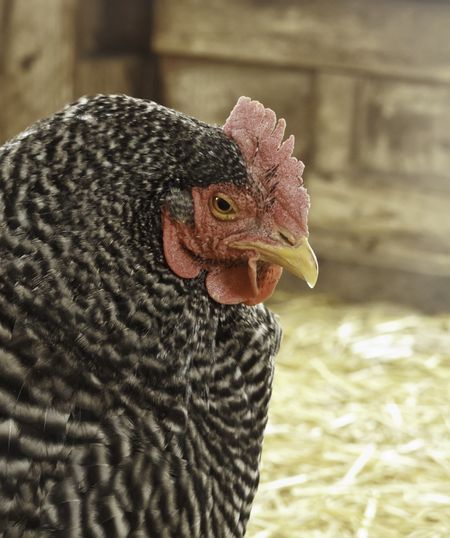 Hen (scientific name: Gallus gallus domesticus) outside her coop on a farm