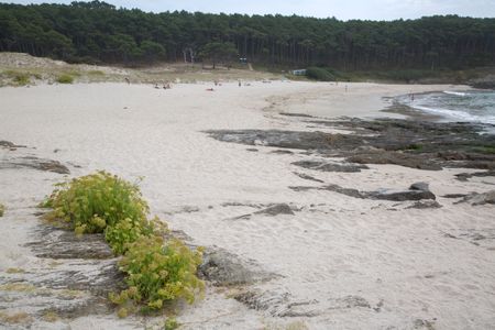 Plant on Beach in Galicia, Spain