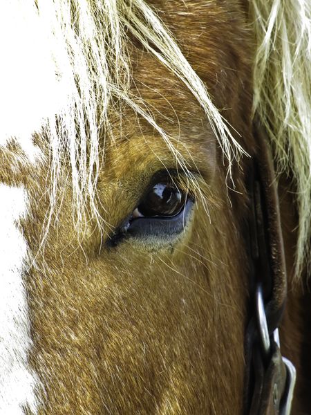 Closeup of Belgian draft horse on farm