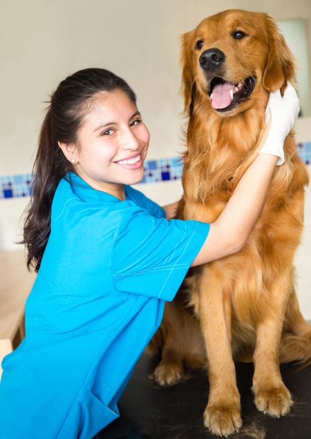 Happy female vet examining a beautiful dog