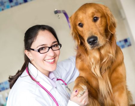 Cute dog handshaking with his paw at the vet