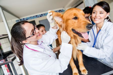 Dog with a group of doctors at the vet
