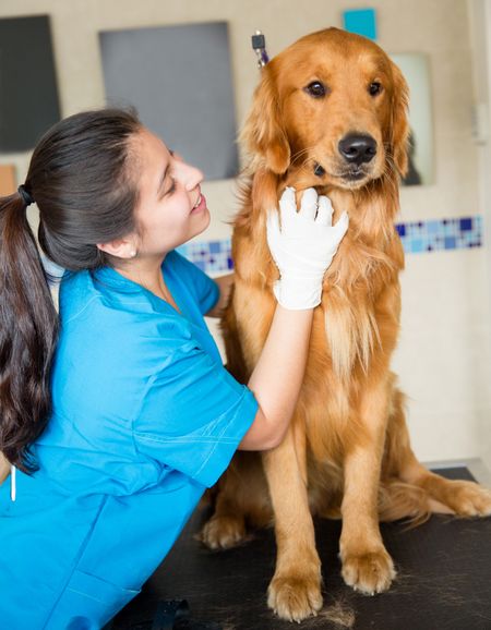 Cute dog being pampered at the vet