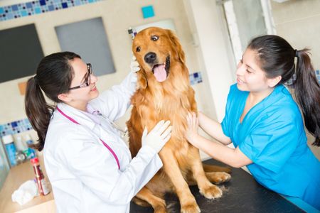 Dog being examined at the vet by a doctor and her assistant