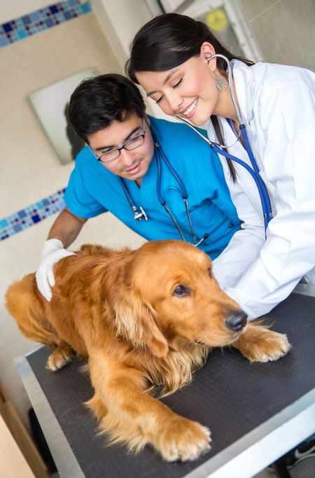 Scared dog at the vet getting a checkup