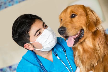 Portrait of a veterinarian checking a beautiful dog