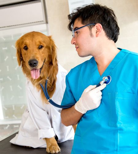 Cute dog as a vet checking a patient heart