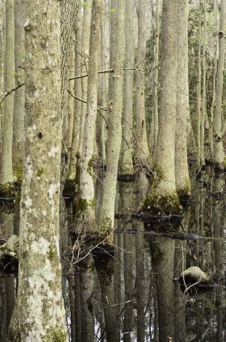 Repetition in maritime forest ecology: Cypress swamp in First Landing State Park, Virginia Beach, Virginia