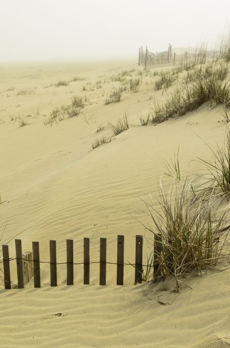 Coastal dune landscape on a foggy day south of Virginia Beach, Virginia