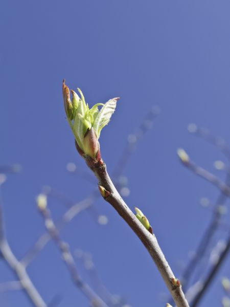 Tree bud in spring symbolizes beginnings and renewal