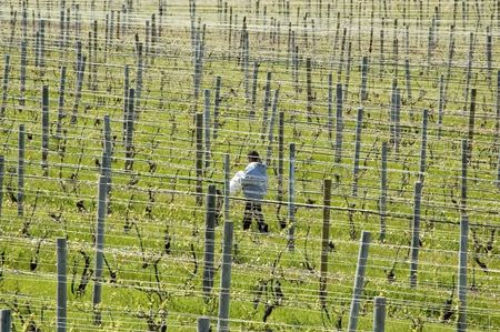 Woman worker walking across vineyard