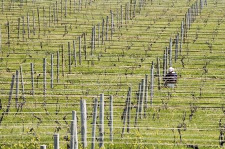 Woman working alone in winery orchard