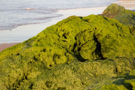 rock-seaweed-beach-portugal-1375095038 Rock with Seaweed on Beach, Portugal