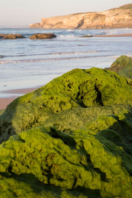 Seaweed on Rock at Beach, Portugal; Europe
