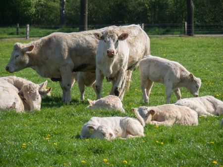 Cows in the german muensterland