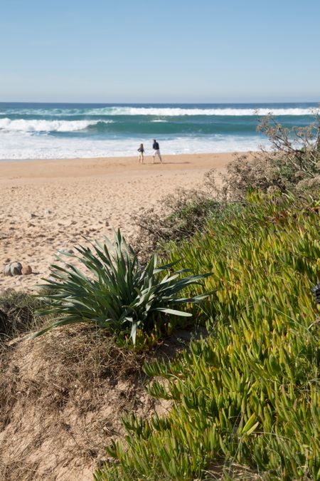 Plants on Amado Beach; Portugal