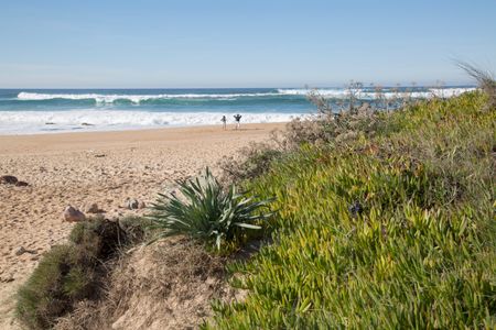 Plants and Vegetation; Amado Beach, Portugal; Europe