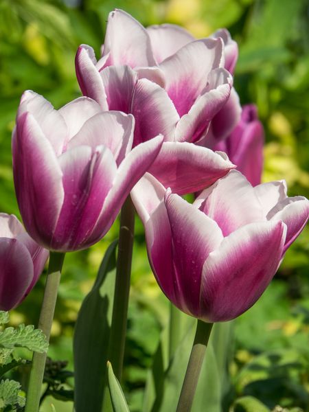 springtime in a german garden