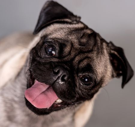 Close up of a cute dog with his tongue out