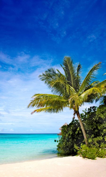 palm tree in a tropical beach on a sunny day