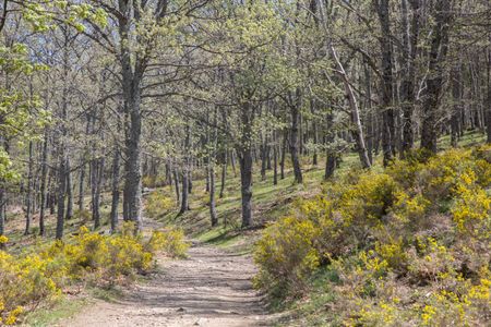 Horse Chestnut Forest, Avila, Spain