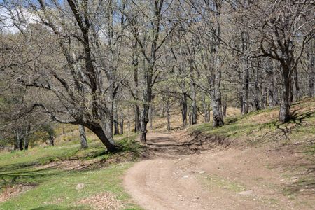Track in Woods; Avila; Spain