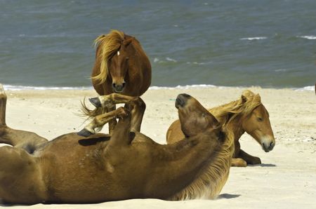 Three wild horses, one on its back, together on beach of Assateague Island, Maryland
