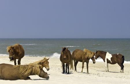 Small herd of wild horses on beach of Assateague Island, Maryland