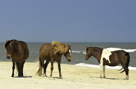 Three wild horses standing on beach of Assateague Island, Maryland
