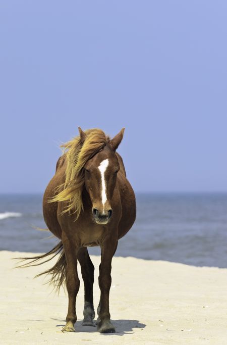 Wild horse standing alone on breezy beach of Assateague Island, Maryland