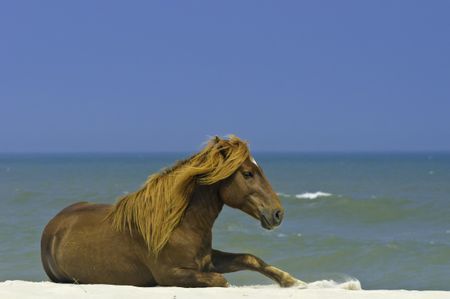 Wild horse basking in sunlight and starting to get up on beach of Assateague Island, Maryland