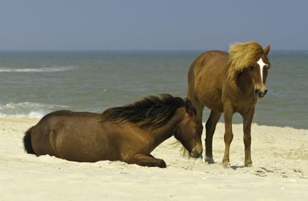 Two wild horses, one standing one sitting, together on beach of Assateague Island, Maryland