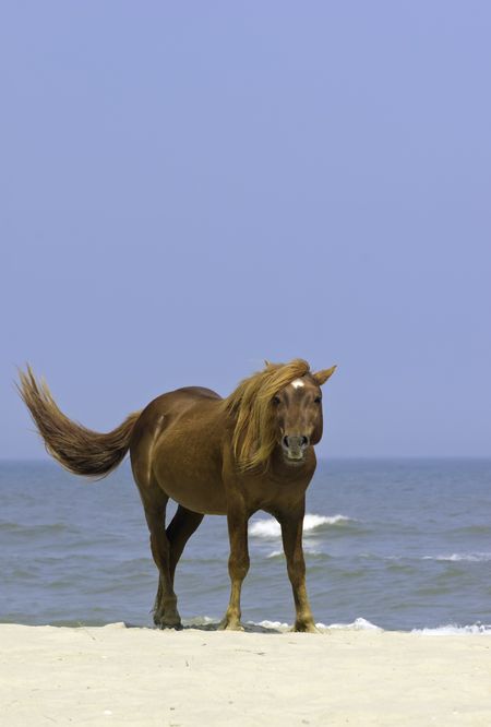 Wild horse looking at you as it stands swishing its tail on sandy beach of Assateague Island, Maryland